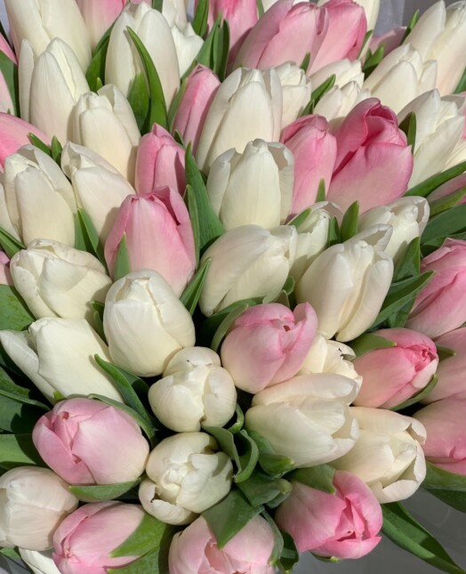 An elegant bouquet of 50 tulips in pink and white shades